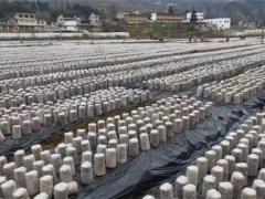 纳雍县锅圈岩乡：冬忙种植黑木耳 来年高产助增收 ()