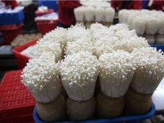 爱尔兰科学家称蘑菇为未来的超级食品 ()