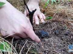 云南陆良：农业技术助力松露资源恢复增长 ()