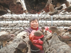 朵朵香菇富农家 ()