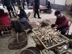 河南省南召县：做大香菇产业 激发内生动力 ()