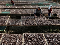 走进浙江庆元香菇文化系统 ()