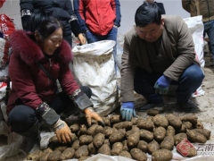 全国最大天麻交易中心投入使用 昭通天麻走向国际市场 ()