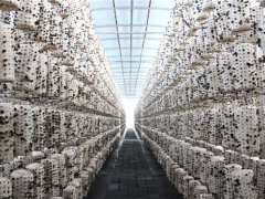 吉林汪清天桥岭：形成闭合产业链的黑木耳特色小镇 ()