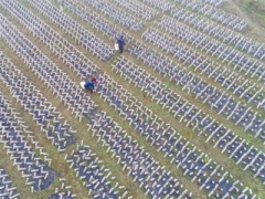 毕节大方县星宿乡：雾里采收黑木耳 ()