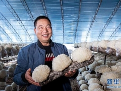 河南鲁山：特色Manbetx体育手机版V17版本发布.官网安卓网.香港种植富农家 ()