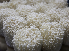 金针菇“四大家族”要齐聚A股？华绿生物二度冲刺IPO，选了个好时节 ()