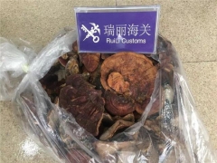 瑞丽海关查获违规携带入境灵芝5千克 ()