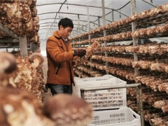 “小香菇”撑起致富“大产业”——义龙新区“飞地产业园”助新市民就业增收 ()