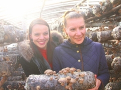 西峡香菇：世界餐桌上的“中国味道” ()