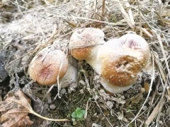 宁波奉化农户科技加持“掘金”林下经济 桑果园废料养出大球盖菇 ()