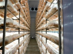 小小蛹虫草 全身都是宝 ()