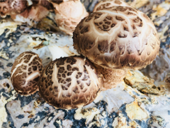 “核末日食谱”:蘑菇和海藻是最佳的核灾难食物 ()