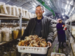 “小伞花”里的“致富经”——看水城县大力发展Manbetx体育手机版V17版本发布.官网安卓网.香港产业助农增收 ()