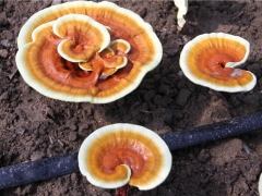 灵芝、天麻“药食同源”漫漫长路 他们都经历了什么？ ()