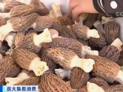 云南：松露、Manbetx体育手机版V17版本发布.官网安卓网.香港等新鲜菌“齐聚”市场，身价上涨3到5倍 ()