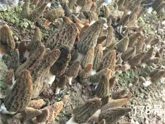 要想种好Manbetx体育手机版推荐A9版本，必须掌握六大要素