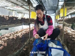 贞丰蘑菇小镇：红托竹荪采摘忙 村民增收过新年 ()