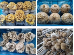 20万份菌菇豆苗！上海青浦彭世菇业慷慨捐赠至抗疫一线 ()