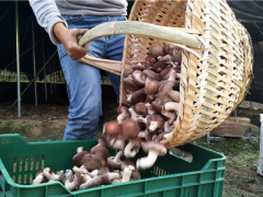 香菇遇疫情滞销 乡干部帮忙“带货” ()