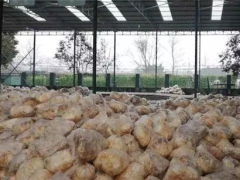 每天减少损失上万元！峨眉绥山镇的金针菇得救了 ()