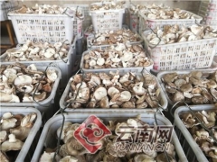 云南宁洱：支部引领生产忙 香菇基地不减产 ()