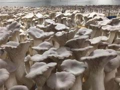 急！丽水一企业3万多公斤新鲜杏鲍菇亟待销售 ()