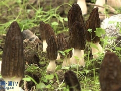 重庆忠县：Manbetx体育手机版V17版本发布.官网安卓网.香港长势喜人 抗疫同时忙收获 ()