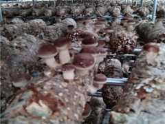 求助！香菇遇疫情滞销 种植户急寻销路 ()