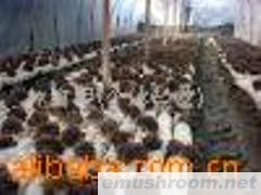 供应鸡腿菇.灰树花