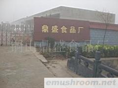 供应盐渍黄金针菇，金针菇罐头，桶装,