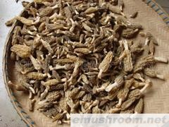 供应鲜ManBetX体育  干品ManBetX体育