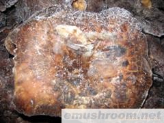 供应速黑虎掌菌(整菇)