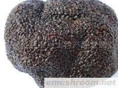 产地批发-最新鲜的块菌