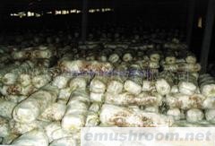 供应香菇菌棒(图)