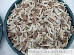 供应盐渍姬菇