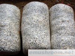 供应平菇菌棒(图)