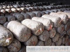 供应平菇菌棒(图)