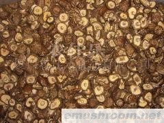 供应香菇,今年新产茶花菇,mushroom