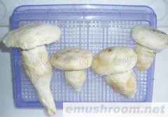 供应云南野生Manbetx体育手机版V17版本发布.官网安卓网.香港-生冻老人头