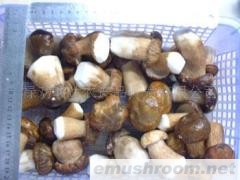 供应云南野生ManBetX体育-生冻美味牛肝菌