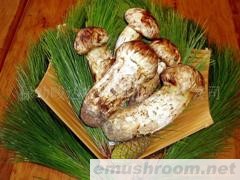 供应云南野生ManBetX体育-松茸