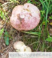 供应云南野生Manbetx体育手机版推荐A9版本-白葱菌