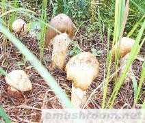 供应云南野生Manbetx体育手机版推荐A9版本-鸡枞