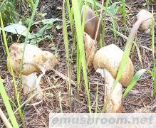 供应云南野生Manbetx体育手机版V17版本发布.官网安卓网.香港-鸡枞