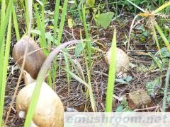 供应云南野生ManBetX体育-鸡枞