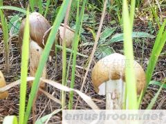 供应云南野生Manbetx体育手机版V17版本发布.官网安卓网.香港-鸡枞