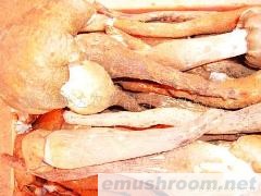 供应云南野生ManBetX体育-鸡枞