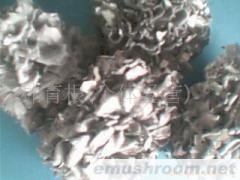 供应:灰树花,(图)