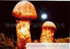 供应云南野生Manbetx体育手机版V17版本发布.官网安卓网.香港